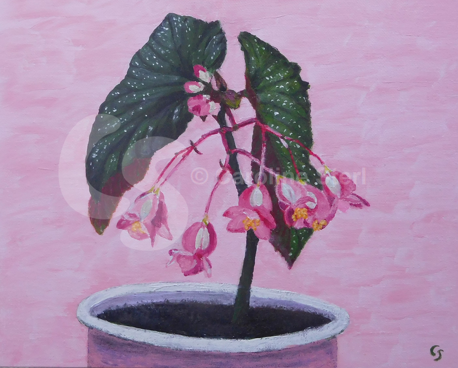 Painting: Indonesian Begonia